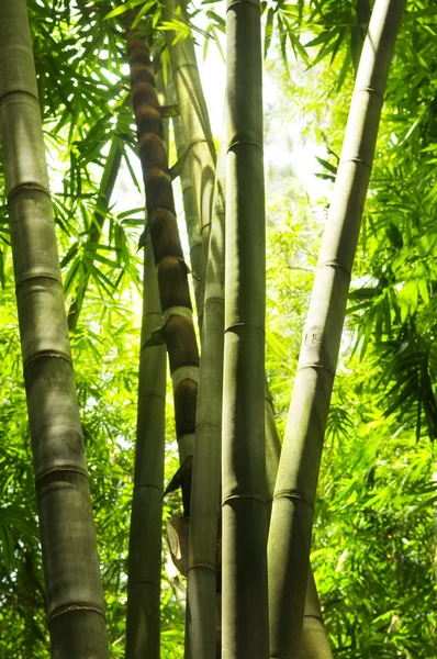 Árbol de bambú —  Fotos de Stock