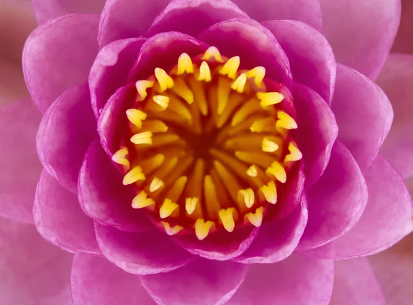 Roze lotus — Stockfoto