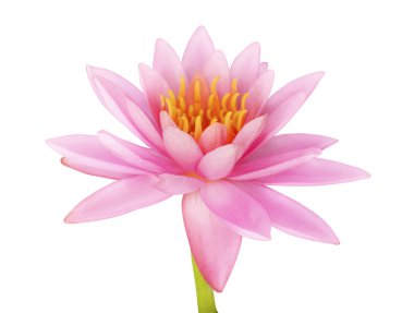 Pink lotus clipart