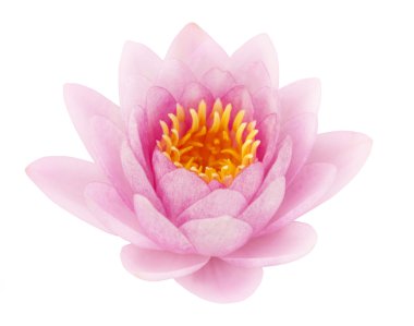 Pink lotus clipart