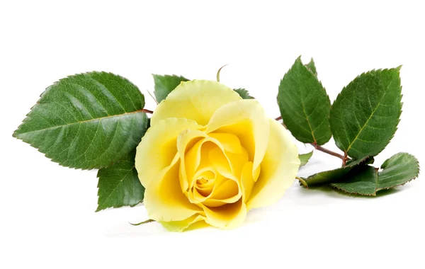 Świeże żółte róże — Zdjęcie stockowe