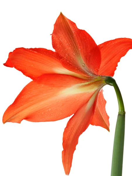 Orange Lilja i den rozsa droppar — Stockfoto