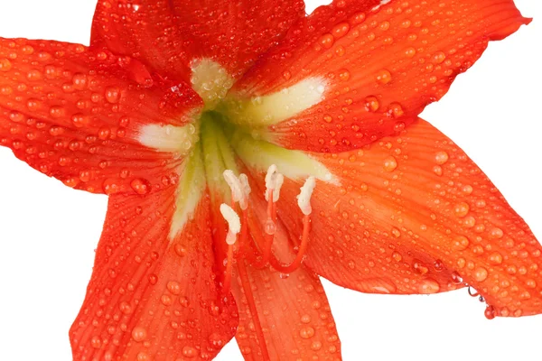 Rozsa damla içinde portakal lily — Stok fotoğraf