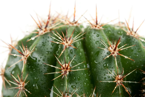 Kaktus s ostny — Stock fotografie