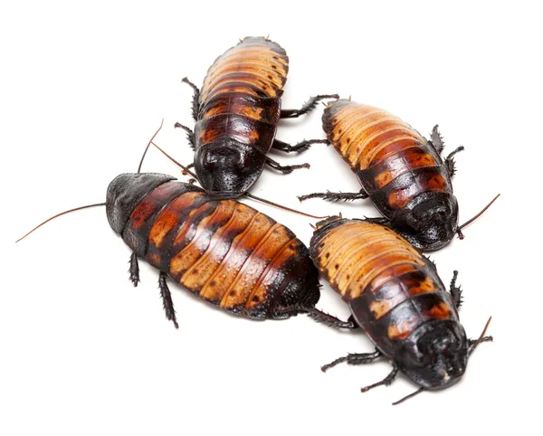 Cuatro cucarachas de Madagascar — Foto de Stock