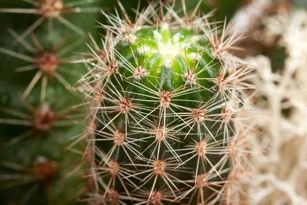 Achtergrond van een cactus — Stockfoto