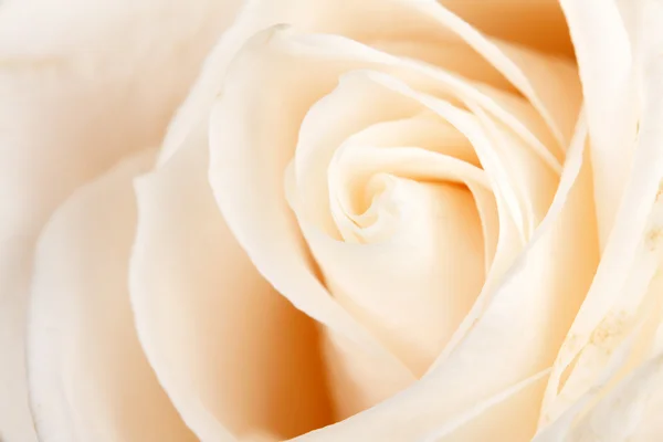Tło białe róże — Zdjęcie stockowe