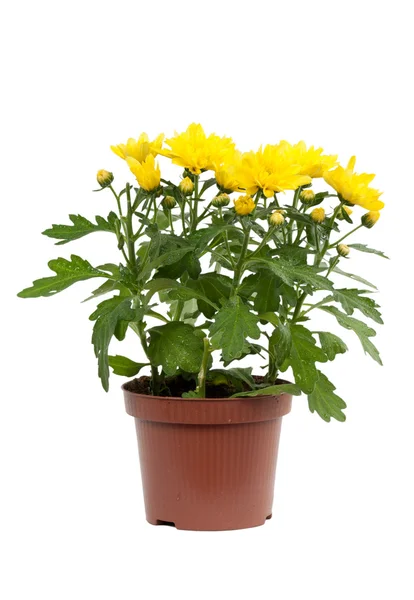 Decorative yellow chrysanthemum in pot — Stock Photo, Image