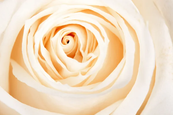 Background of white roses — Stock Photo, Image