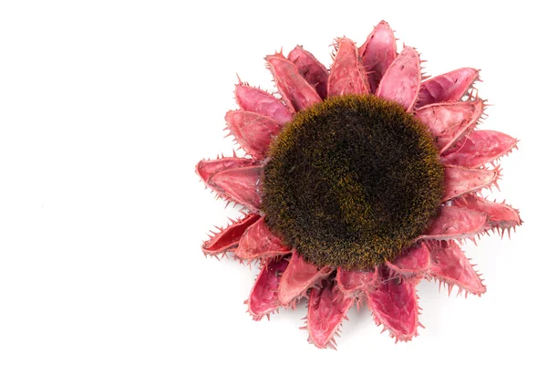 Getrocknete Blumen von Sonnenblumen — Stockfoto