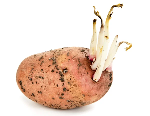 Potato sprouts — Stock Photo, Image