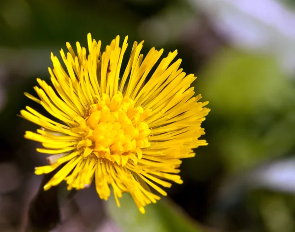 Yellow spring flower — Stock Photo, Image