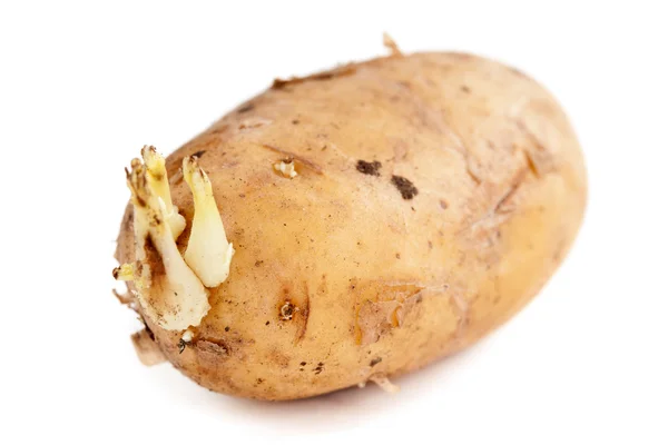 马铃薯芽苗菜 — 图库照片