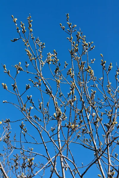 Branches de saule avec bourgeons — Photo