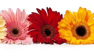 Üç gerbera