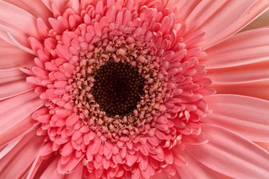 taze pembe gerbera