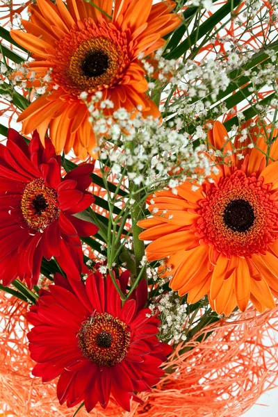 Gerbera świeży kwiat — Zdjęcie stockowe