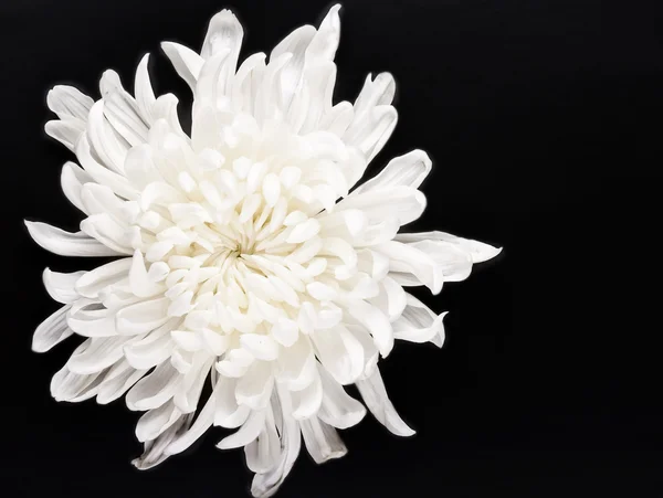 Čerstvé bílé chrysanthemum — Stock fotografie