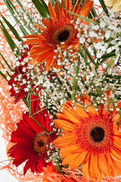 Friss gerbera virág — Stock Fotó