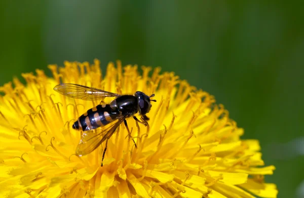 stock image Bee on yellow flower