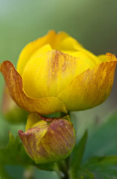 Yellow exotic flower closeup