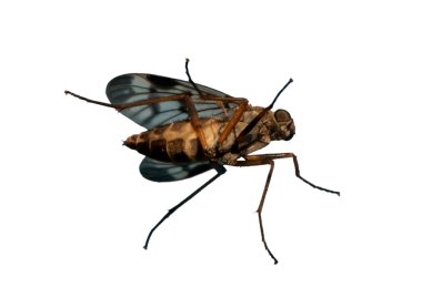 yakından görmek aşağıda fly