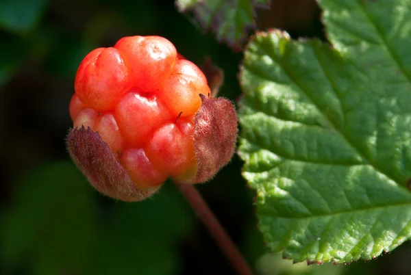 Berry cloudberry — Stock Photo, Image