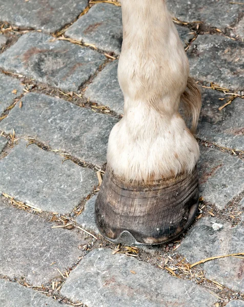 Stock image Foot and hoof white horse