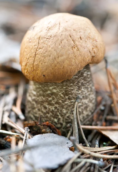 Съедобный гриб — стоковое фото