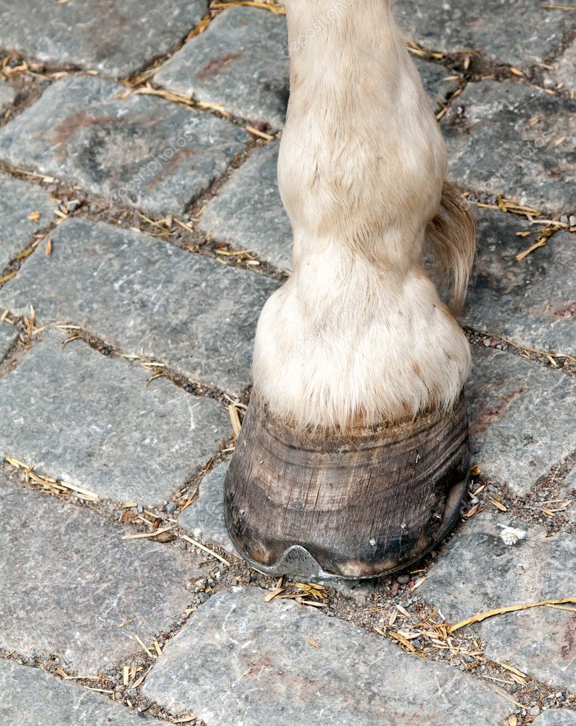 Foot and hoof white horse — Stock Photo © Ruslan 6223697