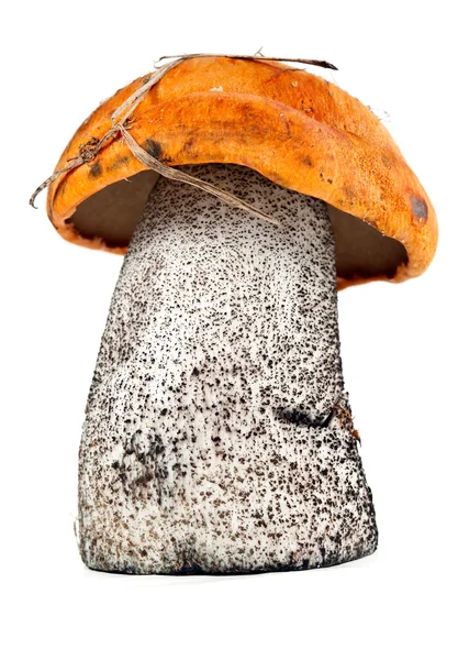 Funghi del Boleto — Foto Stock