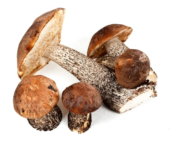 Um punhado de cogumelos — Fotografia de Stock