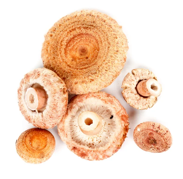 Um punhado de cogumelos — Fotografia de Stock