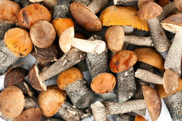 Fundo de cogumelos — Fotografia de Stock