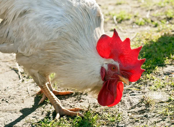 Racy white rooster — Stock Photo, Image