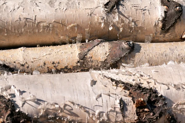 Three birch logs — Stock Photo, Image