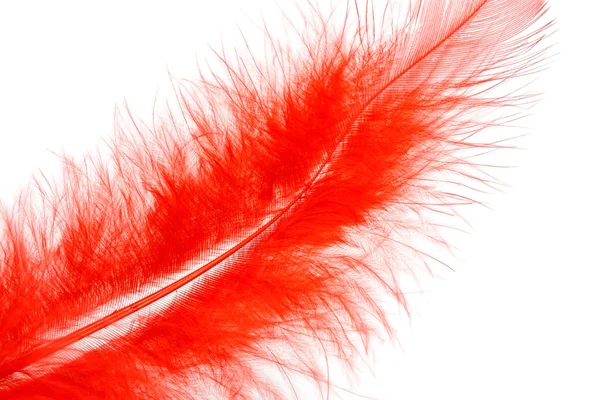 Red feather of a bird — Stock Photo, Image