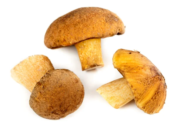 Garść grzybów — Zdjęcie stockowe