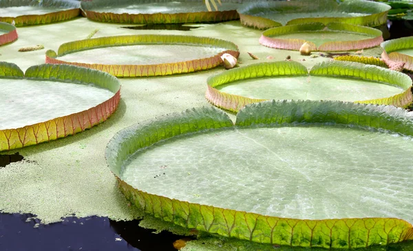 Floating on the water lily — Stock Photo, Image