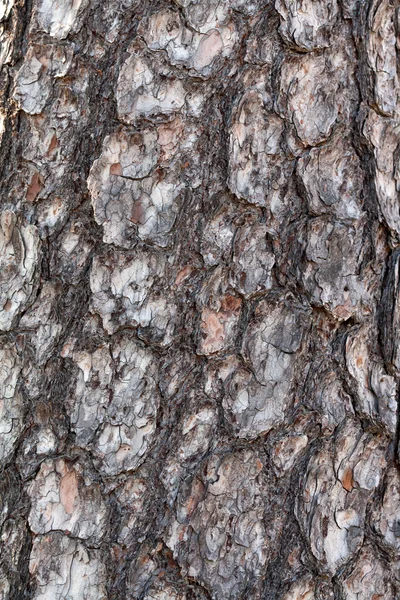 Bark pine tree in the background — Stock Photo, Image
