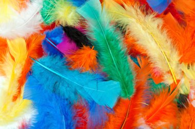 Background of colored feathers of birds. clipart