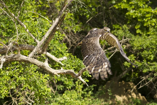 Changeable Hawk-eagle aka Crested Hawk-eagle — Stock Photo, Image