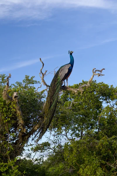 Hint tavuskuşu (Pavo cristatus), Yala Milli Parkı