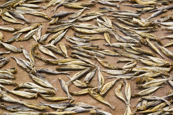 Małe ryby suchy suszenie na słońcu — Zdjęcie stockowe