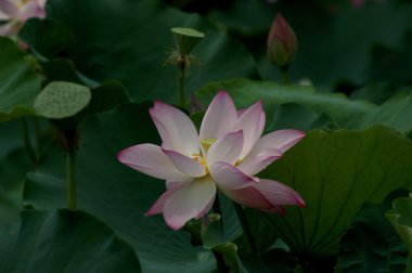 Lotus