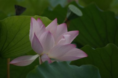 Lotus