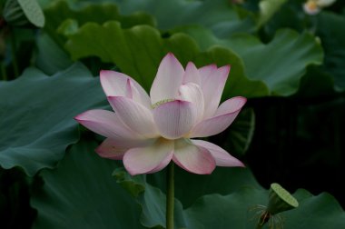 Lotus