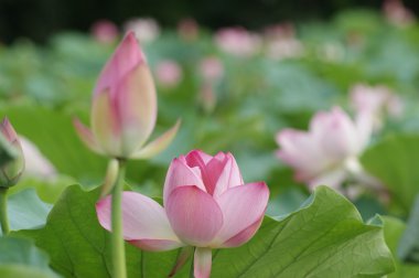 Lotus