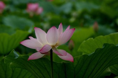 Lotus