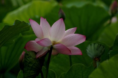 Lotus